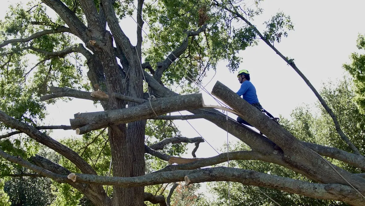 Professional Crown Thinning performed by certified arborists in Engelhard